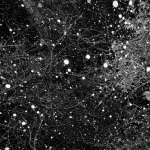 Johnny Walker-UNIVERSE