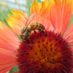 bzzzy-decrease-resolution-2